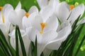 White crocus flowers Royalty Free Stock Photo