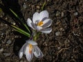 White crocus growing in dark earth of garden Royalty Free Stock Photo
