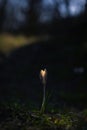 White Crocus Growing In Garden at Sunset