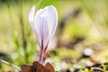 White crocus growing outside Royalty Free Stock Photo