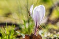White crocus growing outside Royalty Free Stock Photo