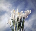 White crocus, harbinger of spring