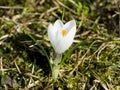 White Crocus with orange core. Beautiful flower in the beginning of summer