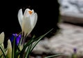 White crocus in the shade Royalty Free Stock Photo