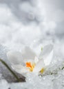 White crocus in snow in spring. first flowers in spring. Beautiful white flower in sun Royalty Free Stock Photo