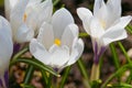 White crocus