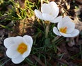 White crocus vernus or spring flowers