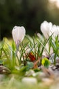 White crocus vernus (spring crocus, giant crocus) Royalty Free Stock Photo