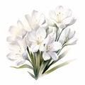 White Crocus Watercolor Clip Art Illustration For Mobile