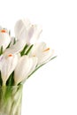 White crocus on white