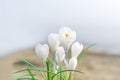 The white crocus. White crocuses in the grass on the garden. The spring day with clear blue sky. Royalty Free Stock Photo