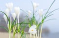 The white crocus. White crocuses in the grass on the garden. The spring day with clear blue sky. Royalty Free Stock Photo