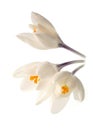 White crocuses Royalty Free Stock Photo