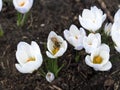 white crocuses and bee