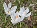 White crocuses blooming in a meadow near the forest in early spring. In close-up Royalty Free Stock Photo