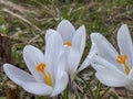 White crocuses blooming in a meadow near the forest in early spring. In close-up Royalty Free Stock Photo