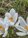 White crocuses blooming in a meadow near the forest in early spring. In close-up Royalty Free Stock Photo
