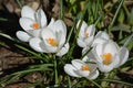 White crocuses Royalty Free Stock Photo