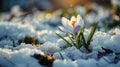 white crocuses broke out from under the snow - spring flowers bloom in the forest on a sunny day, banner