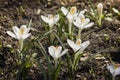 White crocuses close-up Royalty Free Stock Photo