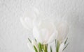 White crocuses close-up Royalty Free Stock Photo