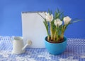 White crocuses and empty notebook on a blue background Royalty Free Stock Photo