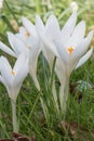 White crocuses, Crocus vernus Balkan White, flowering in a lawn