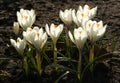 White crocuses growing on the ground in early spring. First spring flowers blooming in garden.