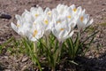 White crocuses growing on the ground in early spring.