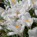 White crocuses growing on the ground in early spring. First spring flowers blooming in garden. Spring meadow full of white