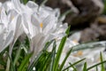 White crocuses growing on the ground in early spring. First spring flowers blooming in garden. Spring meadow full of white