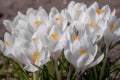 White crocuses growing on the ground in early spring. First spring flowers blooming in garden. Spring meadow full of white