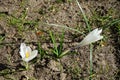 White crocuses with purple veins, Crocus vernus \