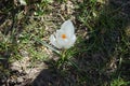 White crocuses with purple veins, Crocus vernus \