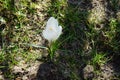 White crocuses with purple veins, Crocus vernus \