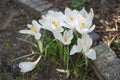 White crocuses with purple veins, Crocus vernus \