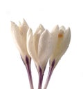 White crocuses with rain drops Royalty Free Stock Photo