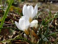 White crocuses close up Royalty Free Stock Photo