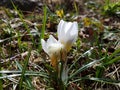 White crocuses close up Royalty Free Stock Photo