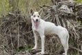 White cross-breed of hunting and northern dog standing on a root of fallen tree Royalty Free Stock Photo