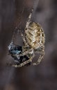 White Crossed Garden Spider Royalty Free Stock Photo