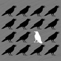 White crow among black crows