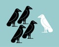White crow among black crows. Vector illustration Royalty Free Stock Photo