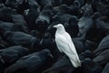 A white crow among many black crows Royalty Free Stock Photo