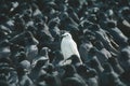 A white crow among many black crows Royalty Free Stock Photo