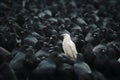 A white crow among many black crows Royalty Free Stock Photo