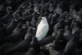 A white crow among many black crows Royalty Free Stock Photo