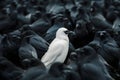 A white crow among many black crows Royalty Free Stock Photo