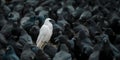 A white crow among many black crows Royalty Free Stock Photo