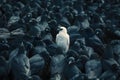 A white crow among many black crows Royalty Free Stock Photo